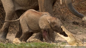 "Los otros elefantes se fueron hacia el cocodrilo y eventualmente dejó ir al bebé elefante".