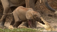 "Los otros elefantes se fueron hacia el cocodrilo y eventualmente dejó ir al bebé elefante".