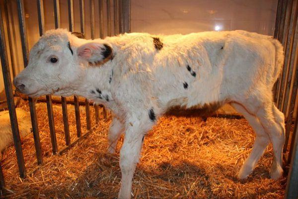 La primera ternera clonada de una &quot;súper vaca&quot; lechera