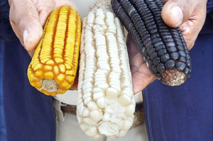 Diversos tipos de maíz en imagen de archivo.