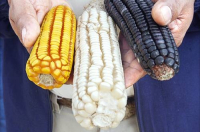 Diversos tipos de maíz en imagen de archivo.