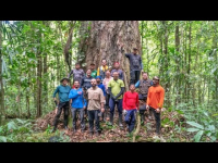 Logran llegar al árbol más alto de la Amazonía tras años de intentos fallidos
