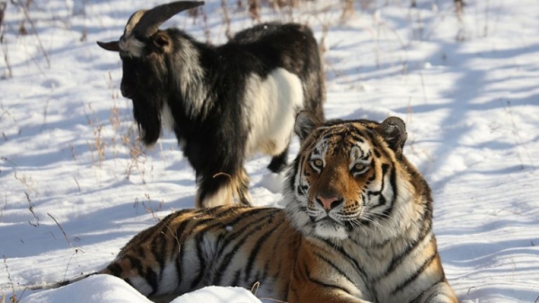 En un zoo de Rusia, el tigre se hizo amigo de la cabra