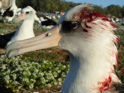 &#039;Ratones vampiro&#039; chupan la sangre de las cabezas de albatros mientras anidan