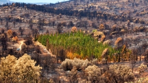 De los más de 940 cipreses mediterráneos de la plantación del proyecto CypFire en Andilla, Valencia, sólo el 1,27% entró en ignición en el incendio de 2012. Todas las otras especies se calcinaron.