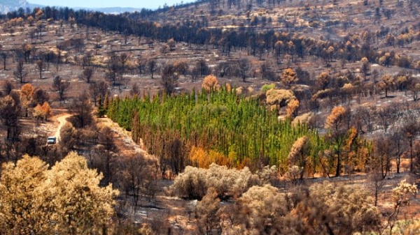 De los más de 940 cipreses mediterráneos de la plantación del proyecto CypFire en Andilla, Valencia, sólo el 1,27% entró en ignición en el incendio de 2012. Todas las otras especies se calcinaron. 