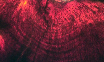 Imagen de las líneas de crecimiento en los dientes de un embrión de 'Hypacrosaurus'.