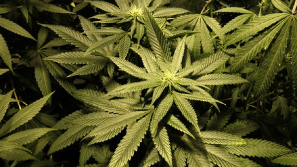 La Suprema Corte de Justicia de la Nación legaliza el uso de marihuana con fines recreativos