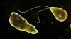 &#039;Naegleria fowleri&#039;, también conocida como &#039;ameba comecerebros&#039;.