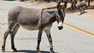 Los jóvenes ignoraban que el animal estuviera infectado