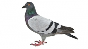 A diferencia de los mamíferos, tanto los machos como las hembras producen "leche" para alimentar a los pichones.