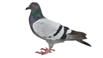 A diferencia de los mamíferos, tanto los machos como las hembras producen "leche" para alimentar a los pichones.