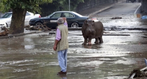 Más de 300 animales de un zoo georgiano mueren por inundaciones
