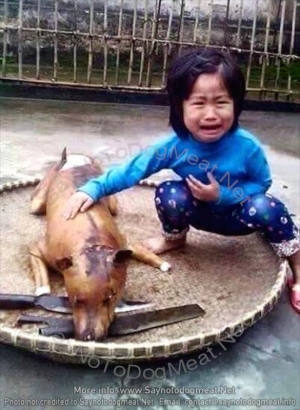 Impactante imagen: una niña de 5 años reconoce cerca de una carnicería de Vietnam a su perro perdido