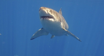 Tiburón blanco rompió jaula de observación en México tras uso ilegal de carnada