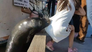 La niña recibió una herida superficial y está siendo tratada con antibióticos especiales para contrarrestar las bacterias peligrosas que existen en la boca de un lobo marino