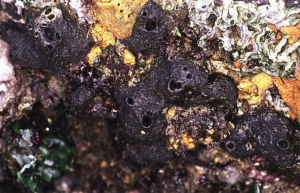 Esponja marina "Halicondrina Okadai"