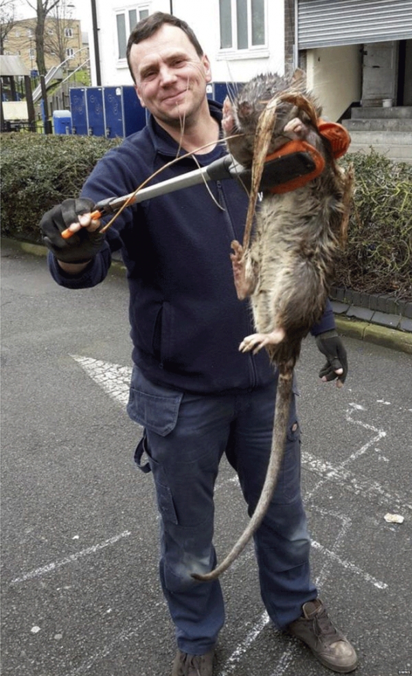 La famosa foto de la llamada &quot;rata de Hackney&quot; que se hizo viral en las redes sociales.