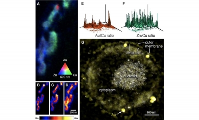 Científicos descubren cómo una bacteria convierte toxinas en oro