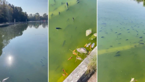 Por qué decenas de peces murieron en el Bosque de Chapultepec en la Ciudad de México