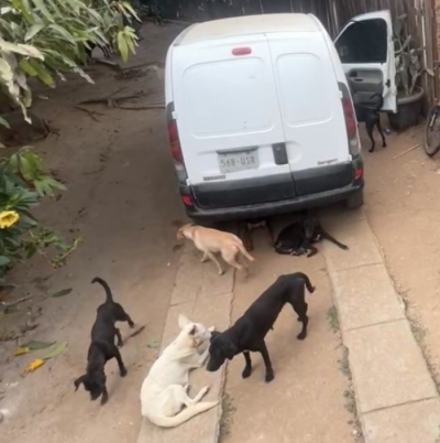 Escándalo por un hombre que vendía carne de perro a taquerías en Oaxaca