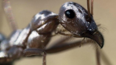 Cómo las hormigas del Sahara se mantienen fresquitas sobre arena a 70ºC