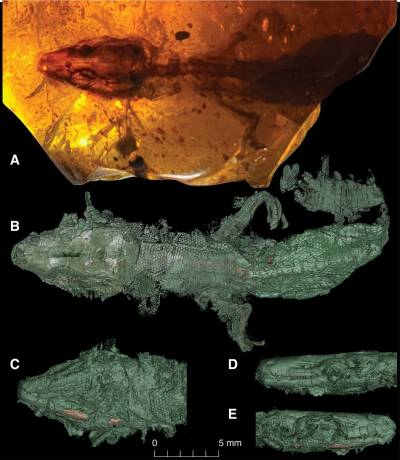 Encuentran una lagartija perfectamente conservada que habitó la Tierra mucho antes que el 'Tyrannosaurus rex'