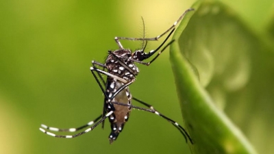 México aprobó la primera vacuna contra el virus del dengue