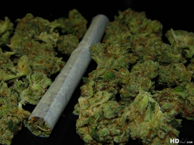 Gestionan amparos para uso legal de marihuana