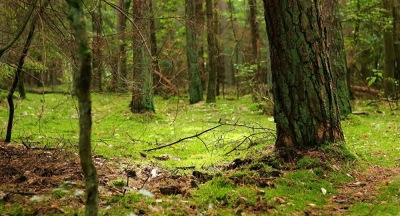 ONU: la Tierra ha perdido 178 millones de hectáreas de bosques desde 1990
