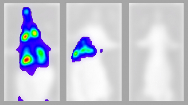 Captura de pantalla/Diferentes grados de propagación del SARS-CoV-2 en ratones. 