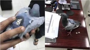 Detectaron una paloma mula que transportaba 200 pastillas de éxtasis