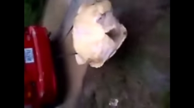 Arrastran con auto a tortuga hasta matarla