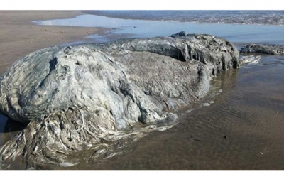 Aparece extraña especie en playas de Acapulco