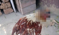 "Es una guerrera": Una gallina lleva más de una semana viva sin cabeza (VIDEO)