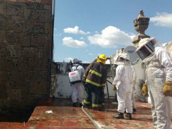 Los Bomberos procedieron al uso de mangueras con agua para el retiro de la colmena.