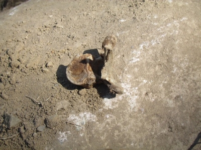 Pésimo trabajo de la Fiscalía Estatal y personal forense, olvidan huesos en supuesta inhumación clandestina de las llamadas “narco fosas”… de Beto Gómez y Erika Cueto… aún nada