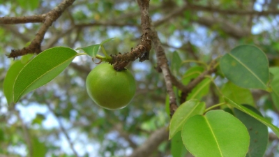 Fruto del árbol de la muerte