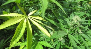 Iglesia Católica critica a la Suprema Corte por permitir uso de marihuana