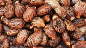 Cuando se extrae el aceite de la Ricinus communis de las semillas lo que queda en ellas es un poderoso cóctel de toxinas.