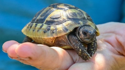 No besen a las tortugas pequeñas, advierten autoridades sanitarias de EE.UU.