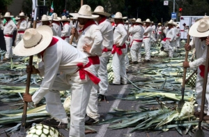 Concentración de jimadores en una glorieta de Guadalajara, que impuso nuevo Record Guinness