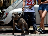 El perro pitbull tenía sujetado por el cuello a la víctima en el interior de un inmueble.