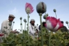 Agricultores dedicados al cultivo de la amapola para la producción de heroína en la provincia de Jalalabad 