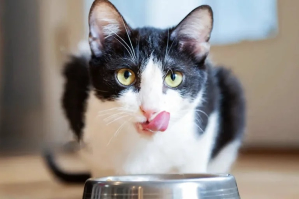 Los gatos son hipercarnívoros: su dieta se compone de carne en más de un 70 por ciento.