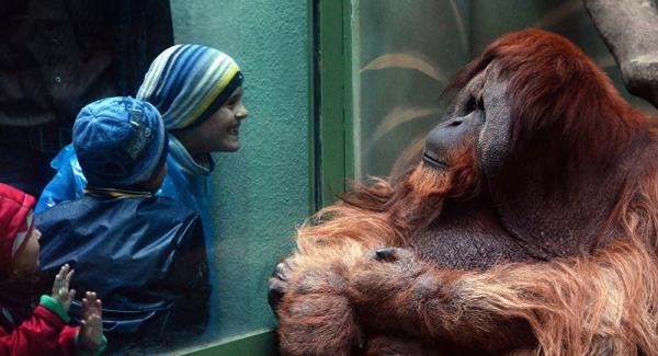 (VIDEO) Un orangután consigue imitar el habla humana por primera vez