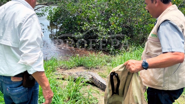 Más de 150 cocodrilos salen a las calles de Tamaulipas por las intensas lluvias