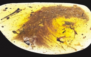 El hallazgo de la cola de dinosaurio fue hecho en Myitkina, en Birmania, una región productora de ámbar.