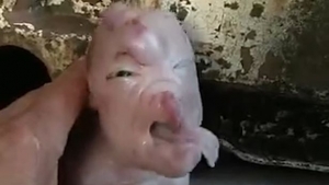 FOTOS, VIDEO: Nace en China un cerdo mutante con &#039;cara humana&#039;