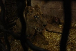 Madona presentaba lesiones expuestas en patas traseras y zonas sin pelo. (Cortesía)